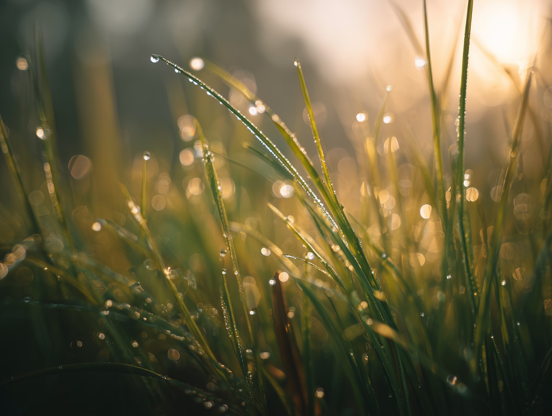 Morning grass